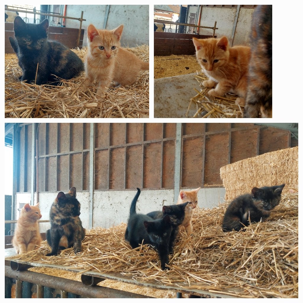 Jonge boerderij kitten, Meerdere dieren, Kortharig, 0 tot 2 jaar