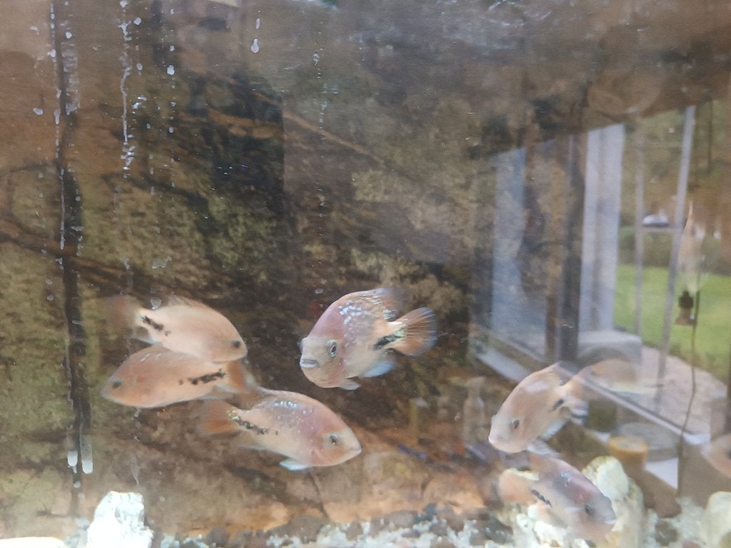 div visjes en aqaria, Overige typen, Zoetwatervis