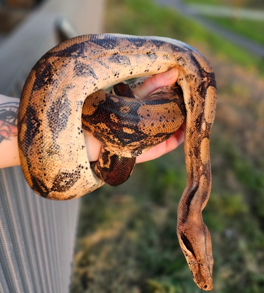 Pinkish fire vrouw boa imperator Boa Constrictor photo 4