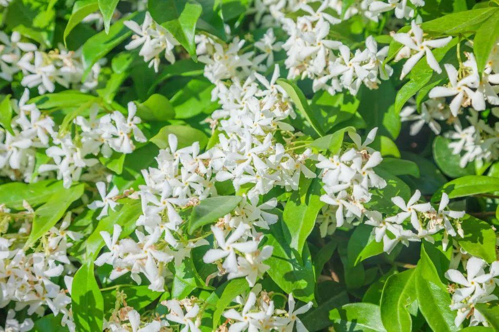 Bio zaden Toscaanse jasmijn - Trachelospermum jasminoides, Tuin en Terras, Bloembollen en Zaden, Zaad, Voorjaar, Volle zon, Verzenden