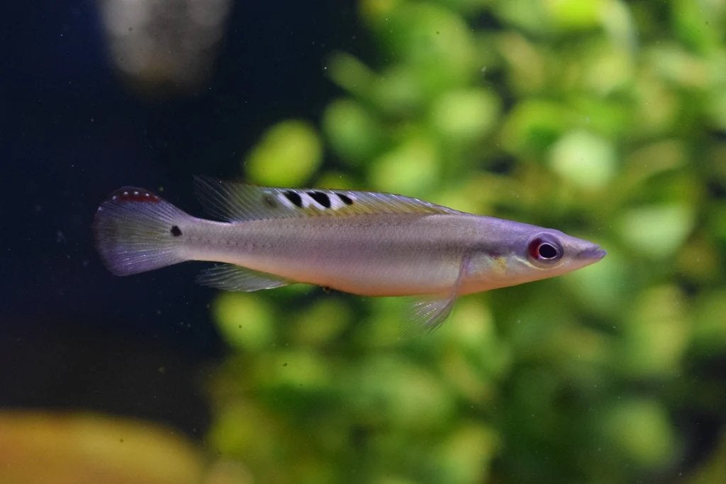 Crenicichla Regani, Vis