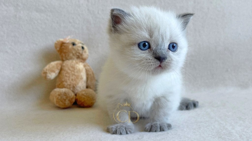 Brits Korthaar kitten met stamboom, Kater, Met stamboom, 0 tot 2 jaar