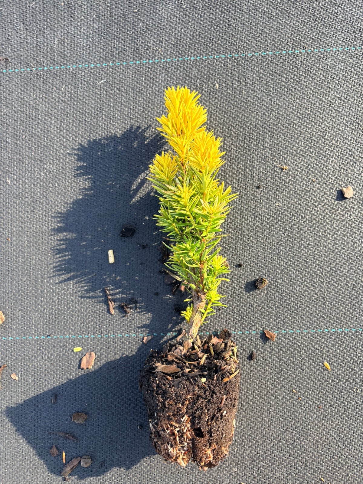 Taxus baccata 'David', Ophalen of Verzenden, Taxus, Minder dan 100 cm