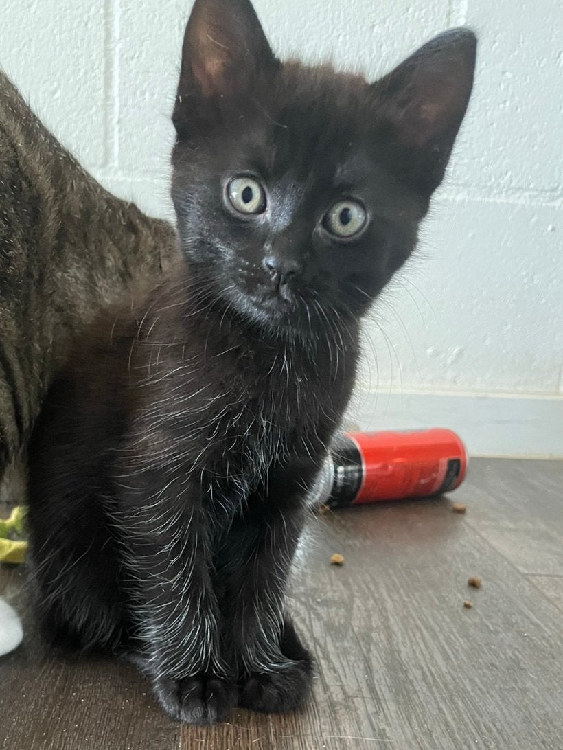 Kitten, Dieren en Toebehoren, Katten en Kittens | Overige Katten, Poes, 0 tot 2 jaar