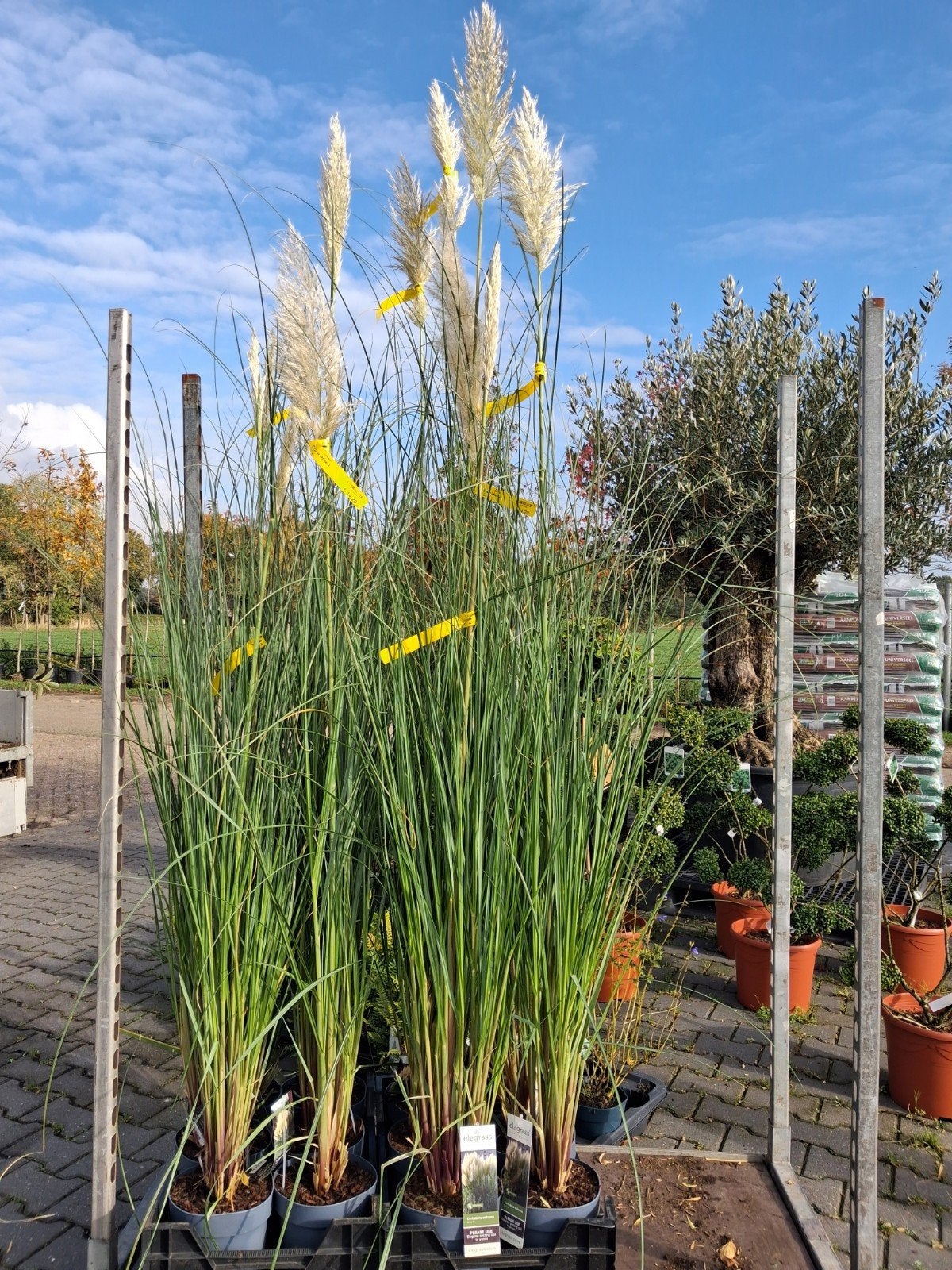 Cortaderia Selloana - Pampasgras in pot 150 cm hoog!!, Volle zon, Vaste plant, Siergrassen, Ophalen of Verzenden
