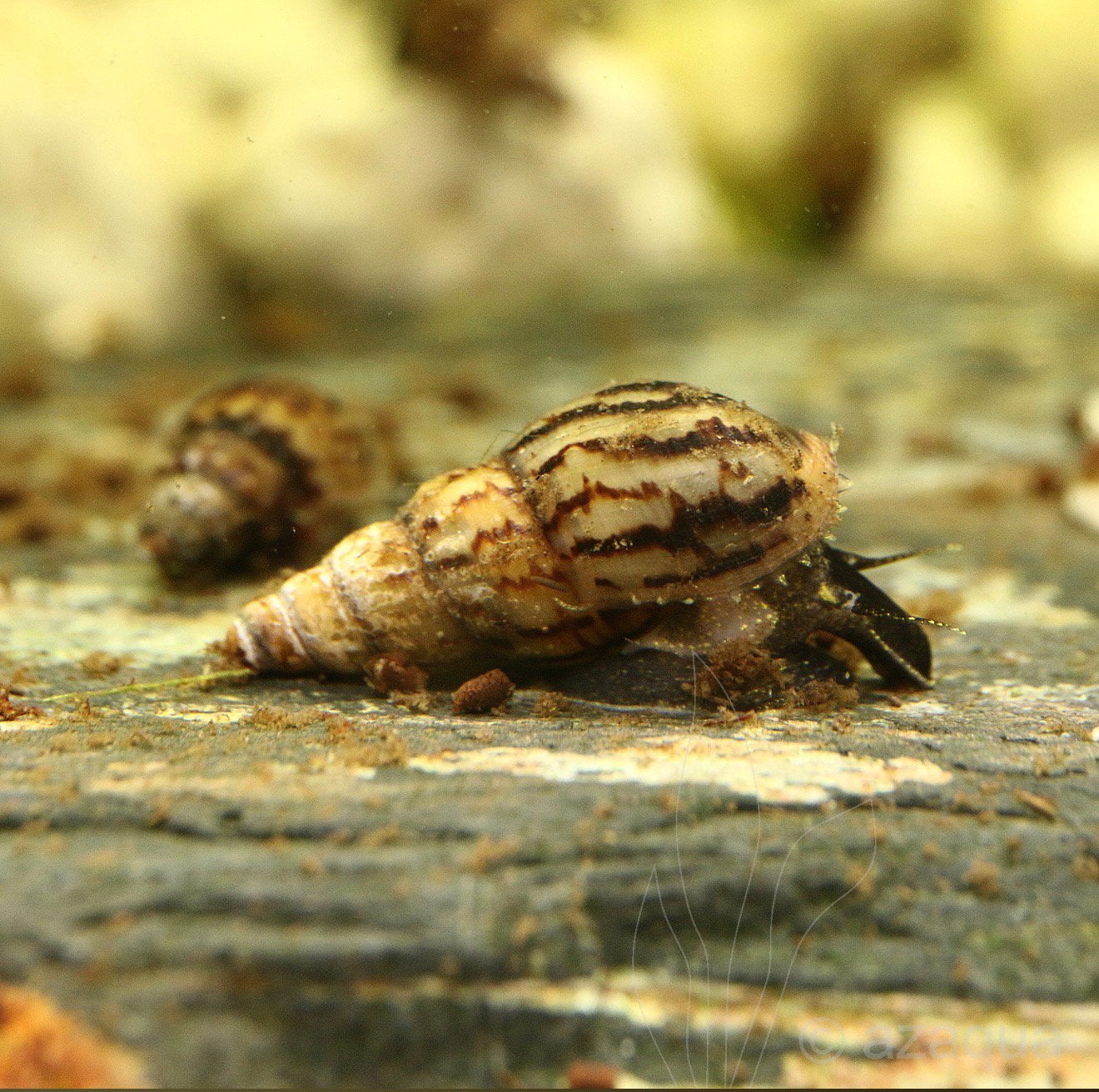 Gezocht maleisische torenslakken, Dieren en Toebehoren, Vissen | Aquariumvissen, Vis