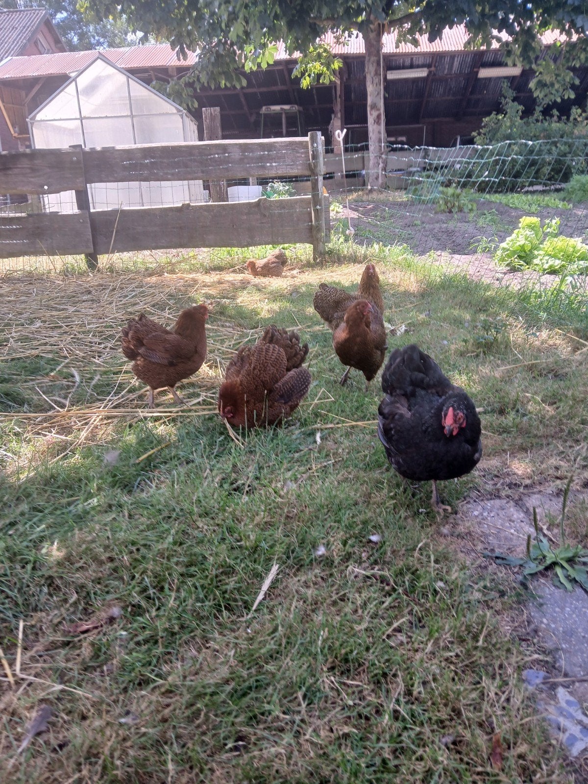 te koop wiandotte kippen, Dieren en Toebehoren, Pluimvee, Vrouwelijk, Kip