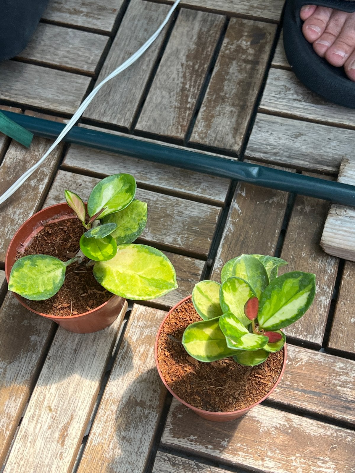 Hoya Australis Lisa - Twee jonge plantjes, Overige soorten, Vaste plant, Ophalen of Verzenden, Bloeit niet