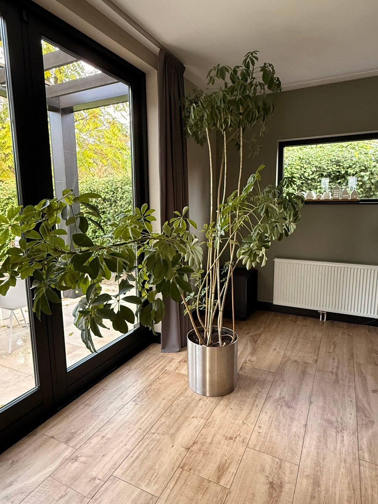 Set van twee kamerplanten met rvs pot, Ophalen, 200 cm of meer, Overige soorten, Halfschaduw