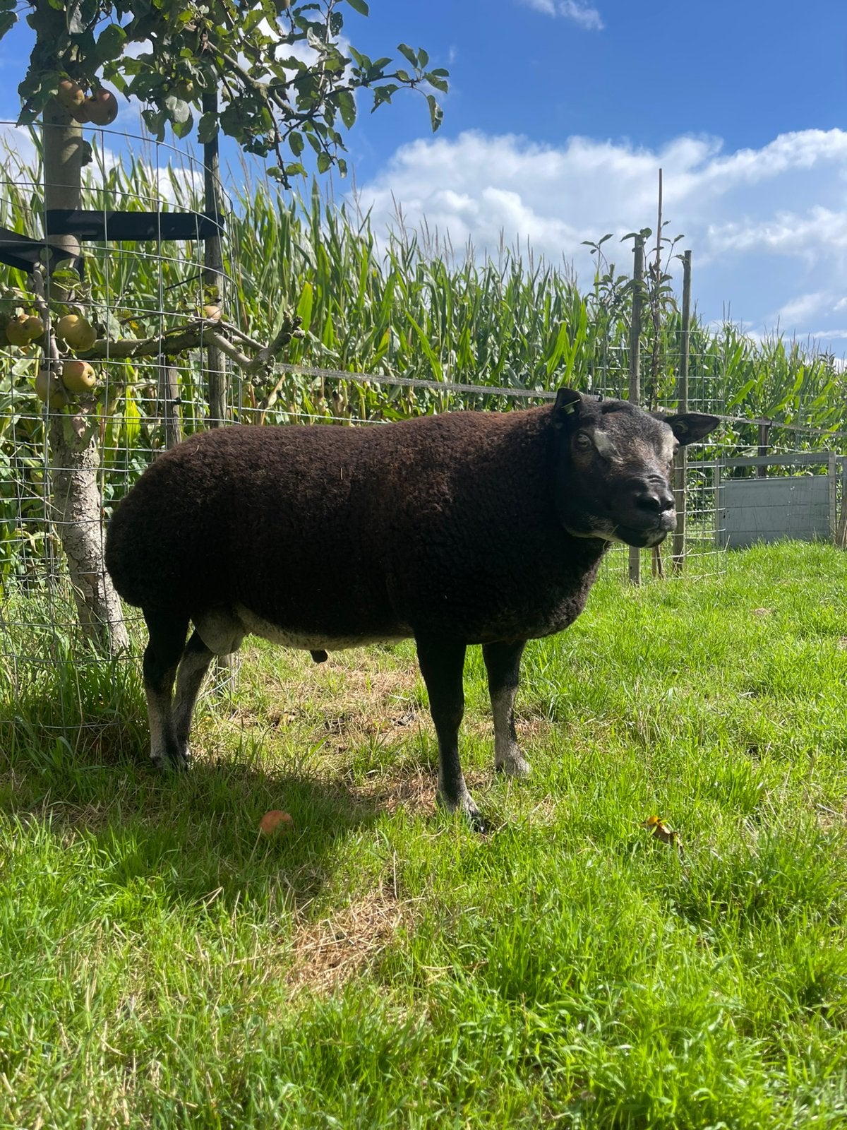1,5 jarige, bewezen Stamboek Dassenkop Texelaar Dekram, Dieren en Toebehoren, Mannelijk, Schaap, 0 tot 2 jaar