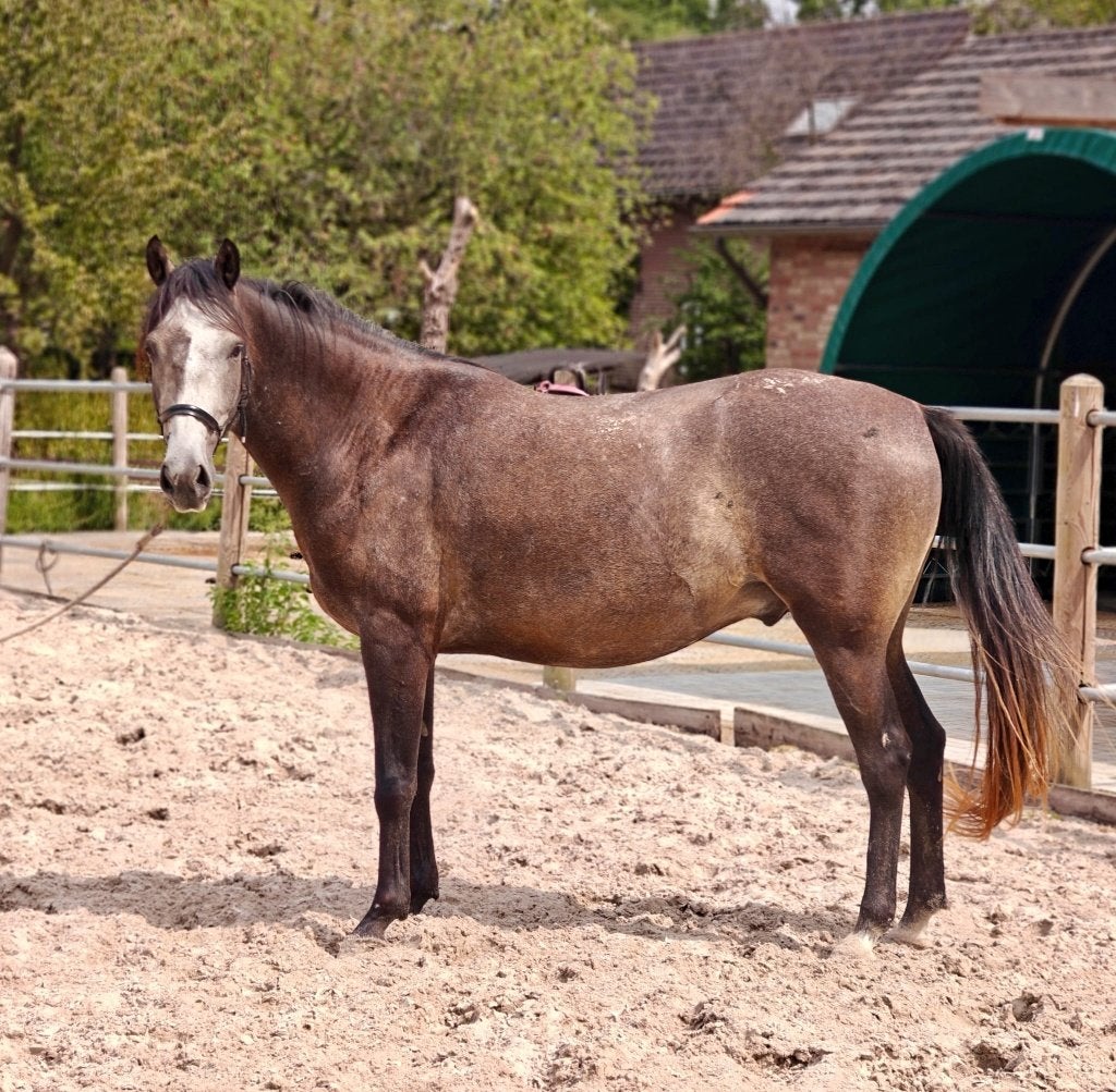 Te koop: Lancelot – jonge Lusitano x Arabier ruin, Dieren en Toebehoren, Paarden, Gechipt, Minder dan 160 cm, Ruin, 3 tot 6 jaar