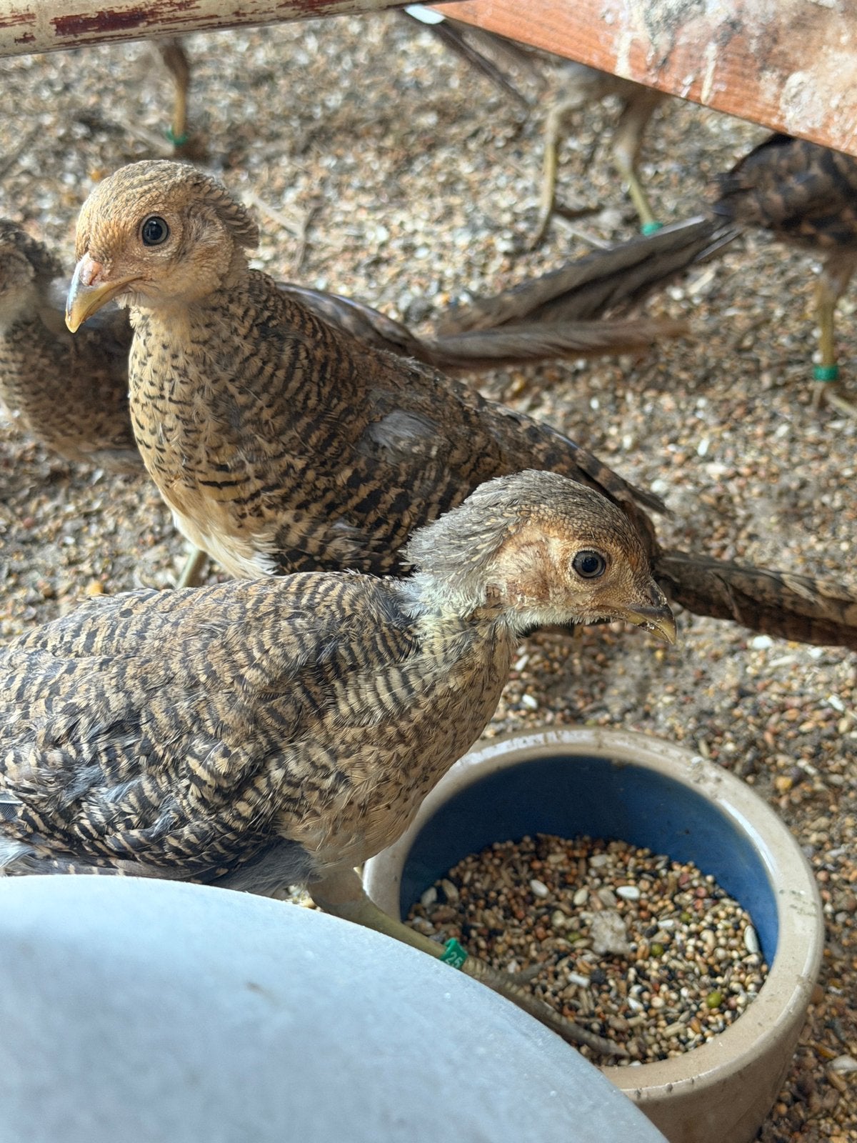Goud fazant hennen & hanen, Dieren en Toebehoren, Vogels | Overige Vogels, Meerdere dieren, Tam