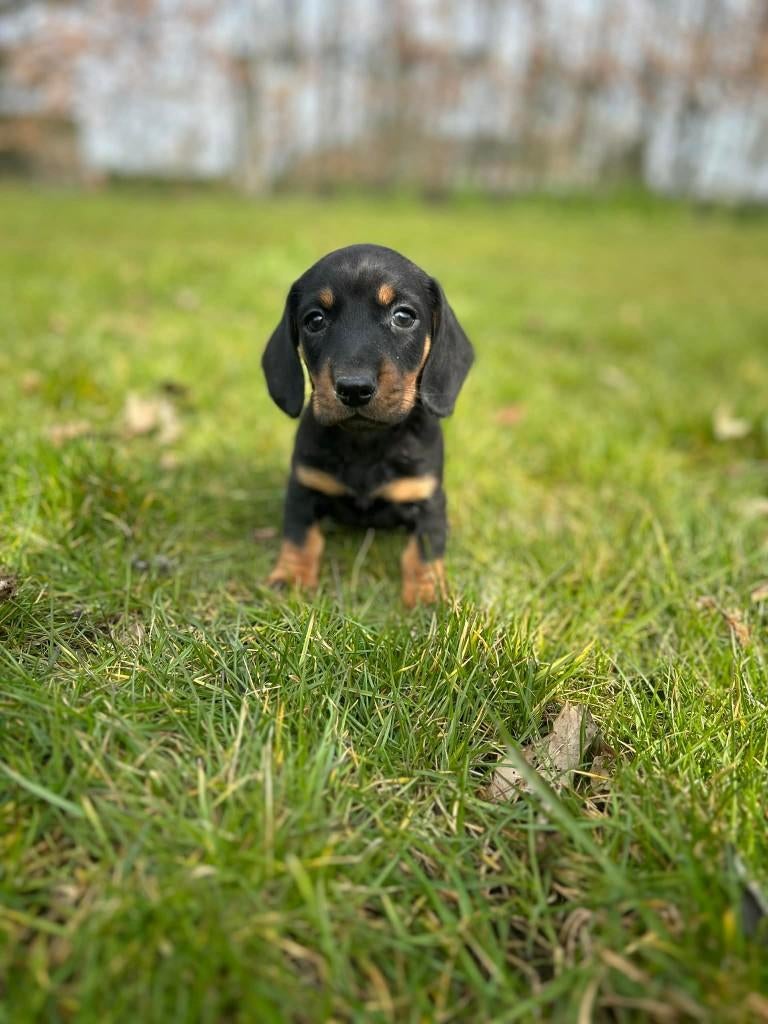prachtige teckel bij ons geboren, Dieren en Toebehoren, Parvo, België, 8 tot 15 weken, Korthaar
