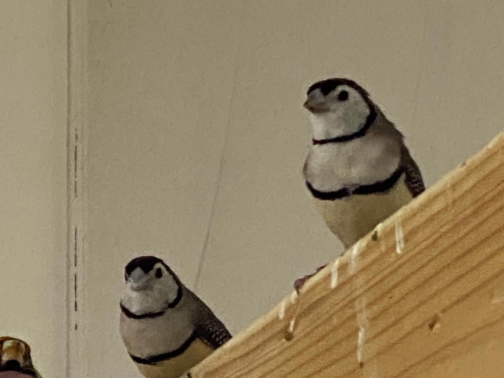 Bichenow pop gezocht, Dieren en Toebehoren, Vogels | Overige Vogels, Vrouwelijk, Tropenvogel, Geringd
