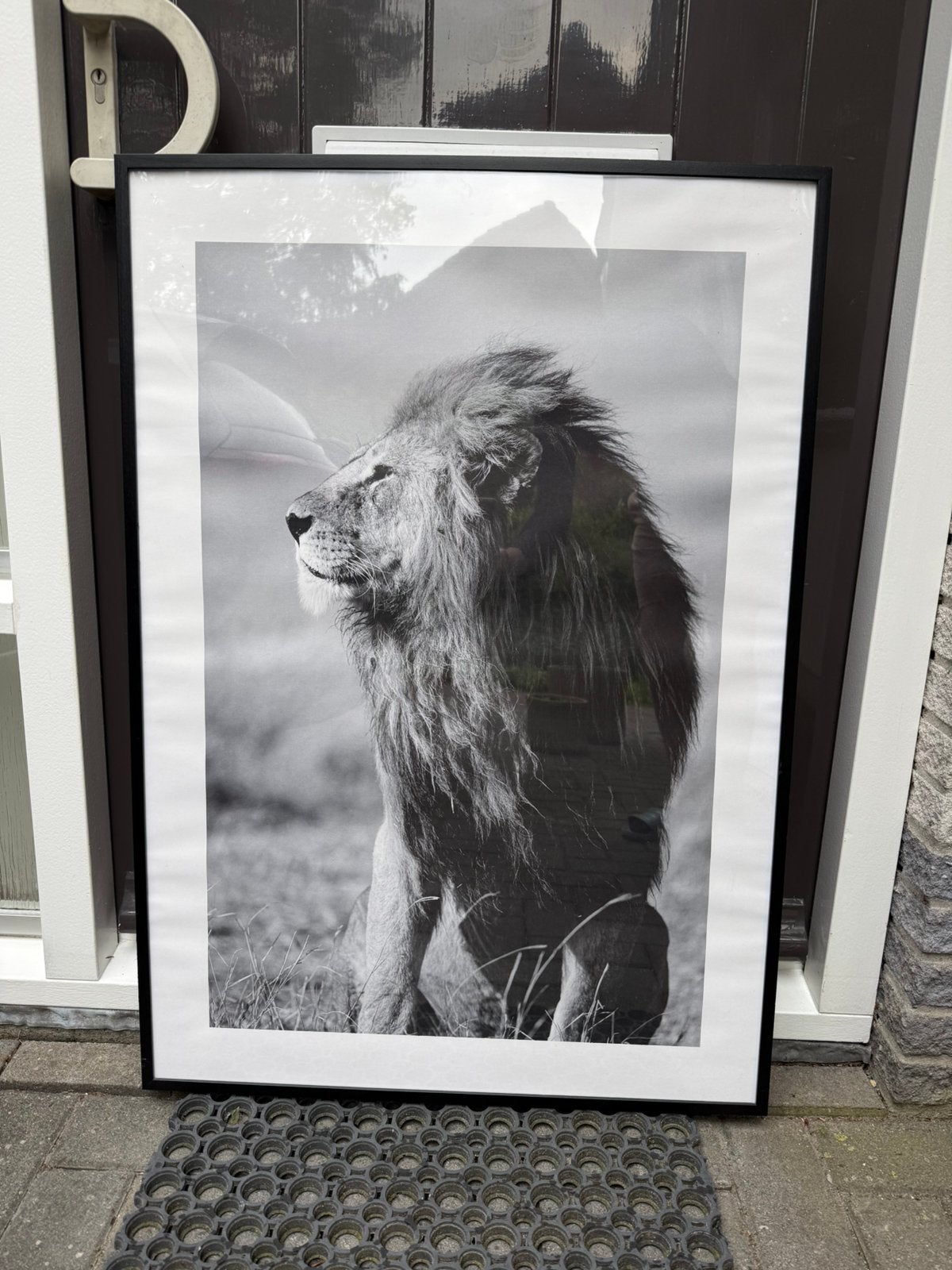 Schilderij Leeuw Zwart Wit inclusief Lijst Poster, Ophalen, Zo goed als nieuw, Hout