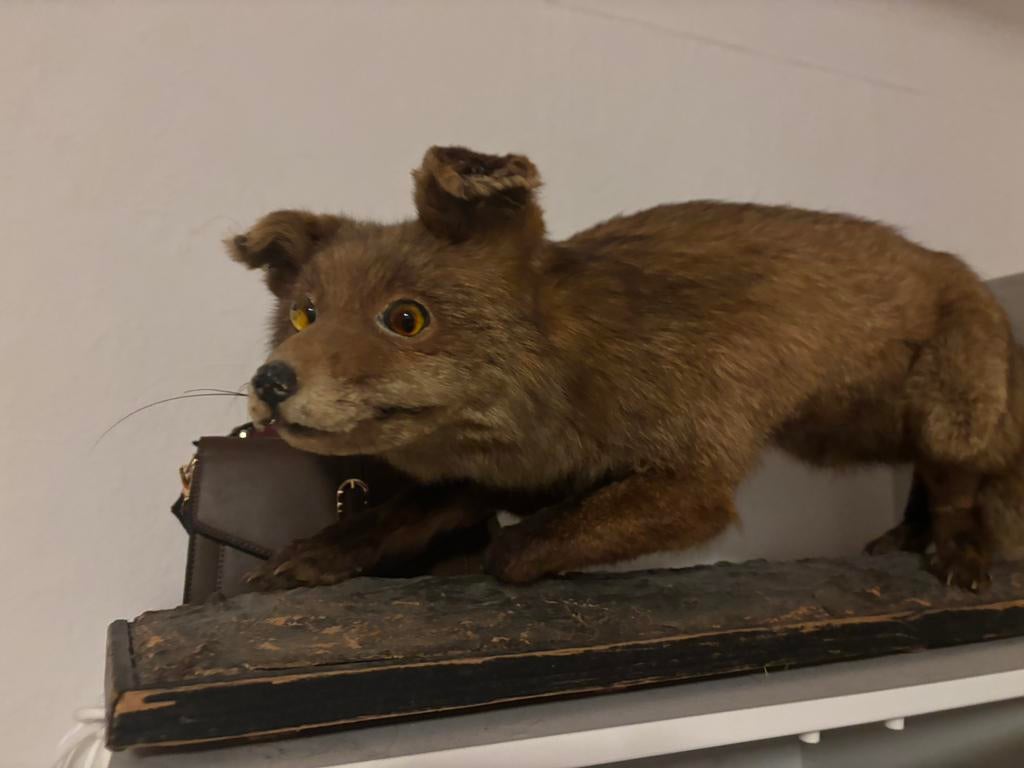Opgezette vos groot, Verzamelen, Dierenverzamelingen, Ophalen, Gebruikt, Wild dier, Opgezet dier