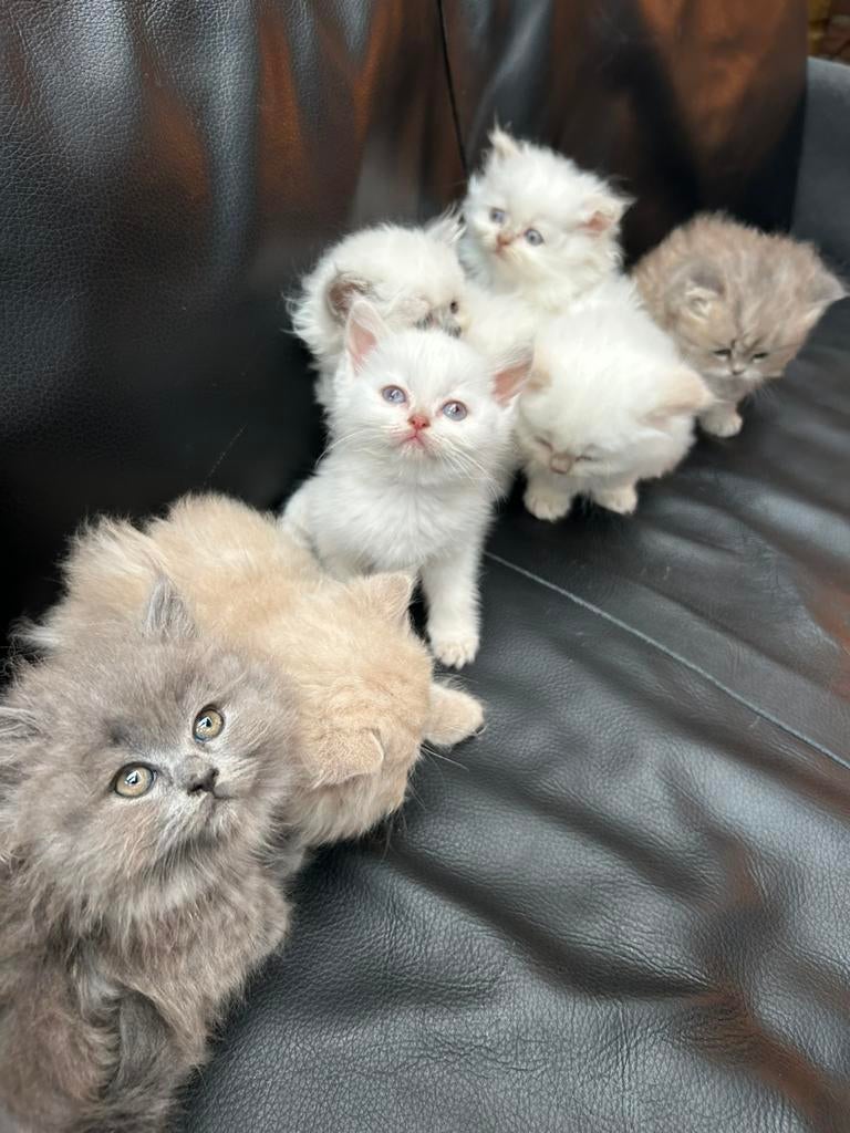 6 schattige perzische kittens!, Dieren en Toebehoren, Katten en Kittens | Raskatten | Langhaar, Meerdere dieren, Ontwormd, 0 tot 2 jaar