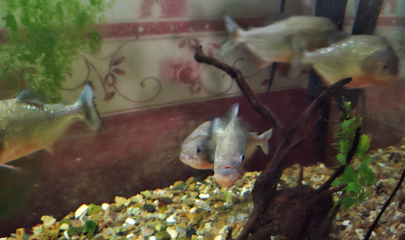 5 piranha's, Vis, Zoetwatervis