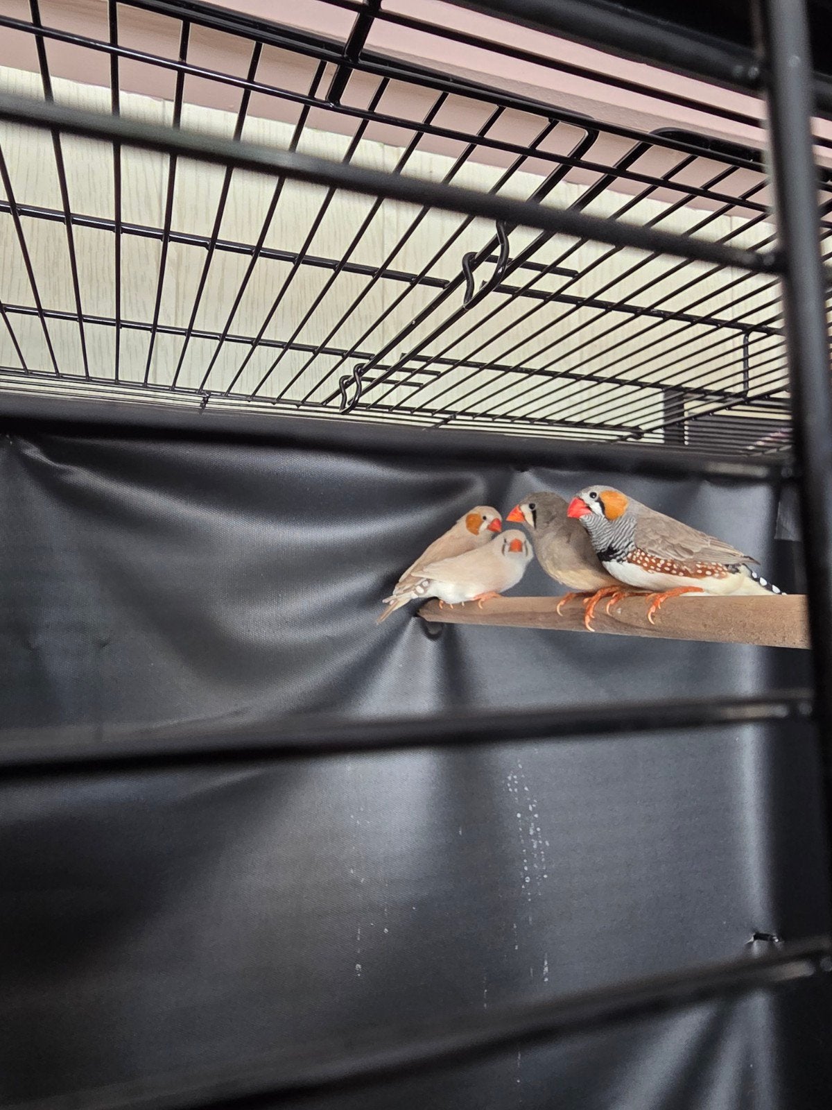 5 zebravinken zonder kooi €10 samen, Meerdere dieren, Tropenvogel, Tam