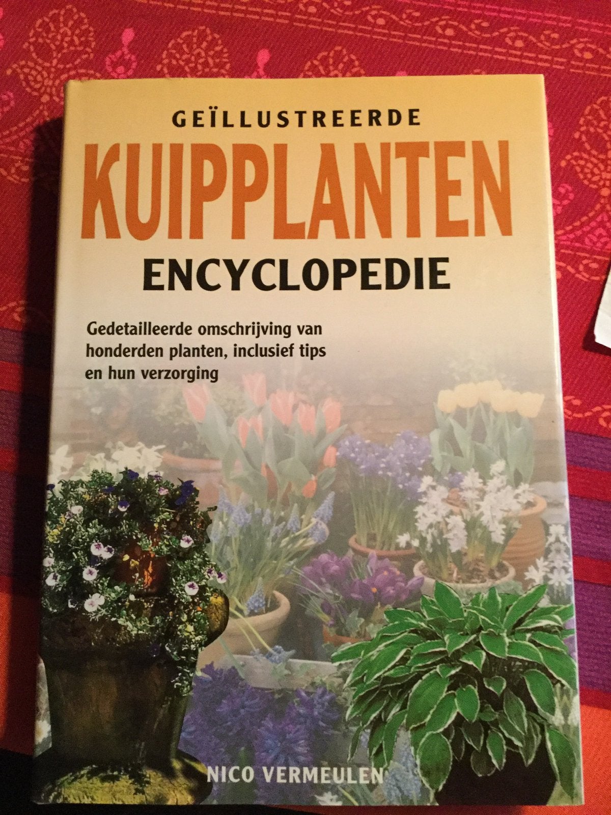 KUIPPLANTEN, Ophalen of Verzenden, Overige soorten, Volle zon