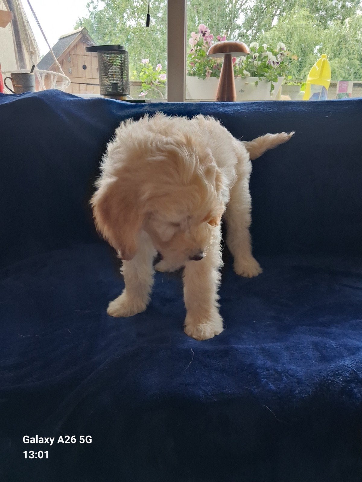 Labradoodle teefje Angel, Dieren en Toebehoren, Overige rassen, Meerdere, Meerdere dieren, Nederland