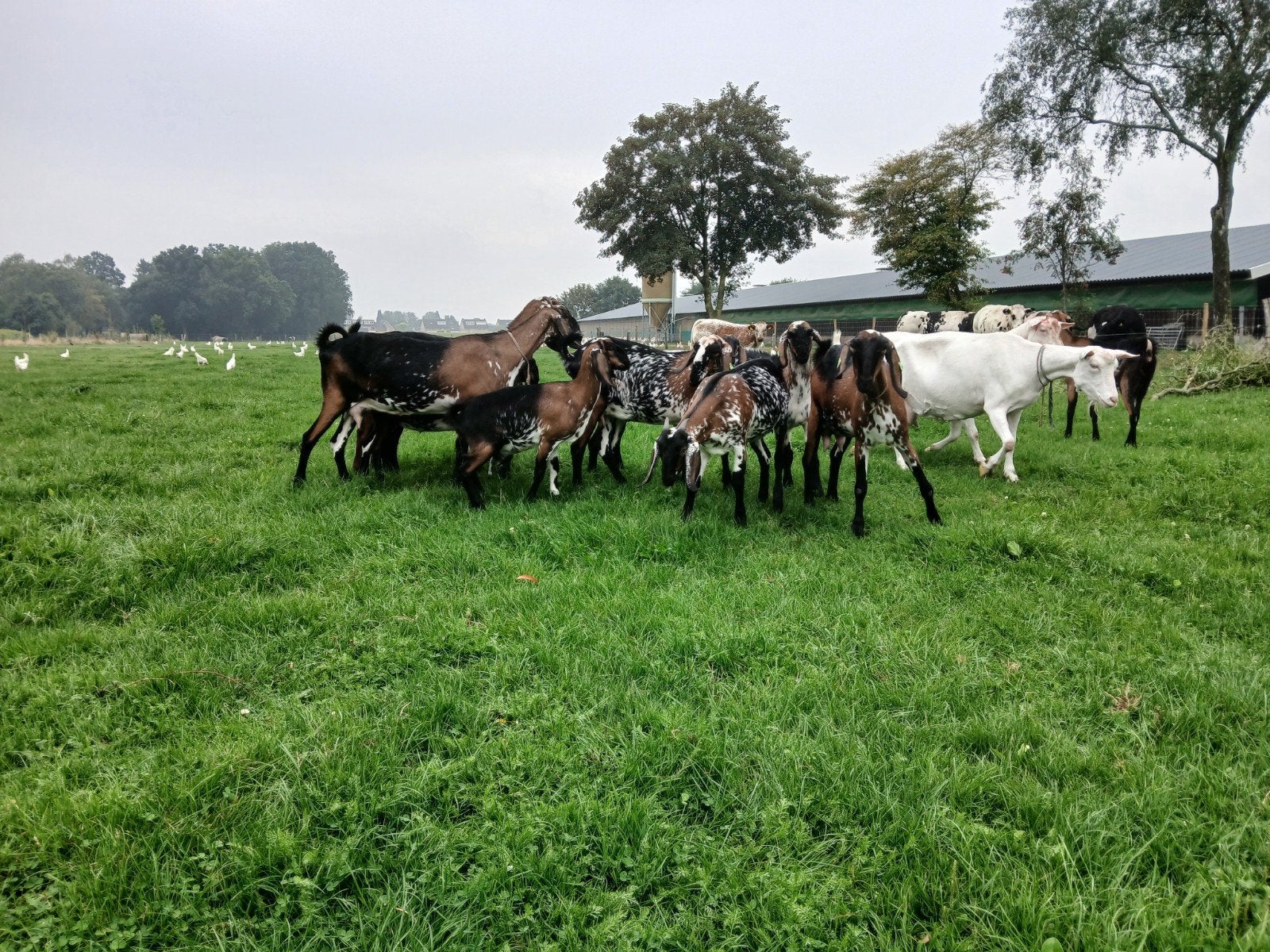 nubische geiten, Dieren en Toebehoren, Vrouwelijk, Geit, 0 tot 2 jaar