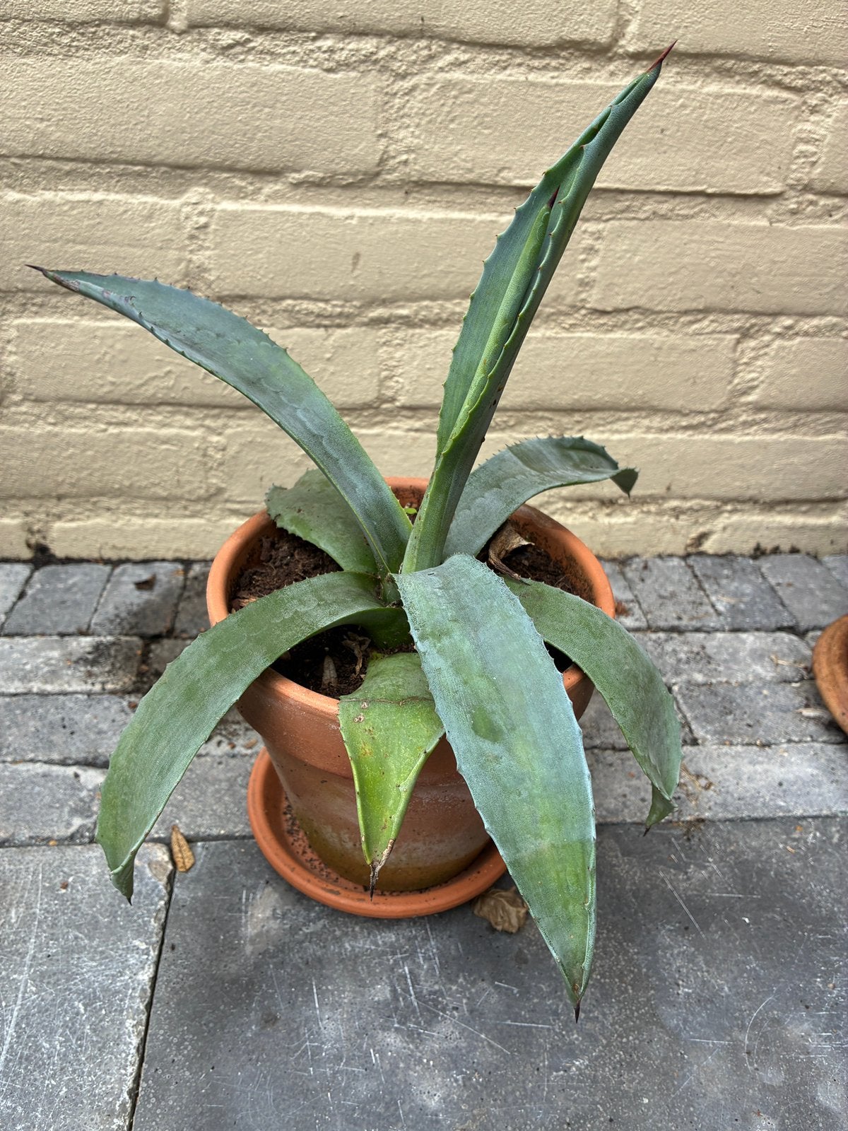 Agave met terracotta pot & schotel, Ophalen, Overige soorten, Volle zon