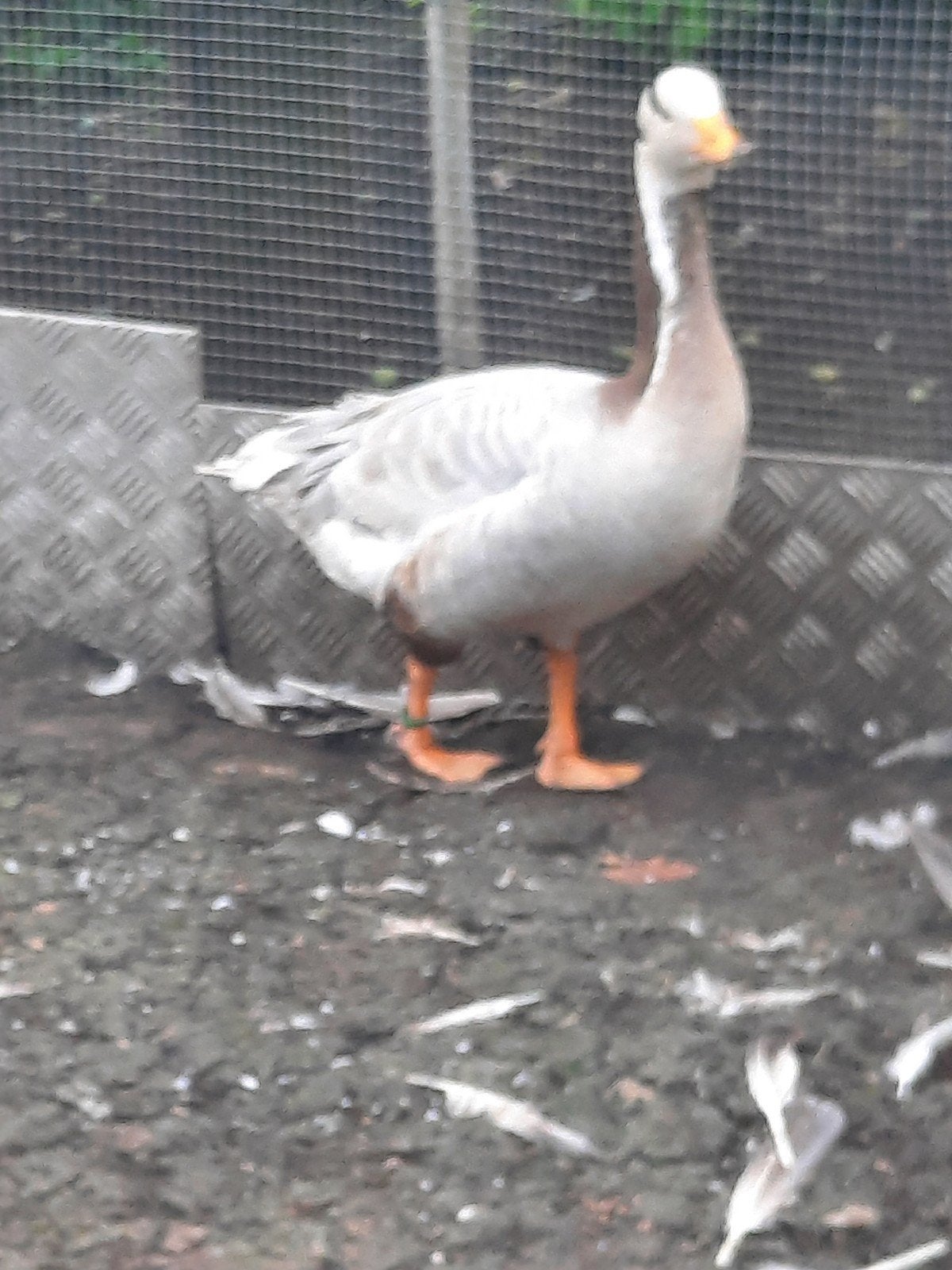 Gezocht strepengans vrouwtje., Vrouwelijk