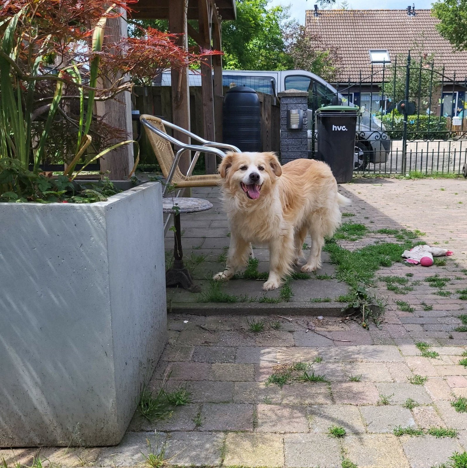 MARTY ZOEKT ZIJN FOREVER HOME  HIJ IS AL IN NL, Dieren en Toebehoren, 6 jaar of ouder, Particulier, Reu, Buitenland
