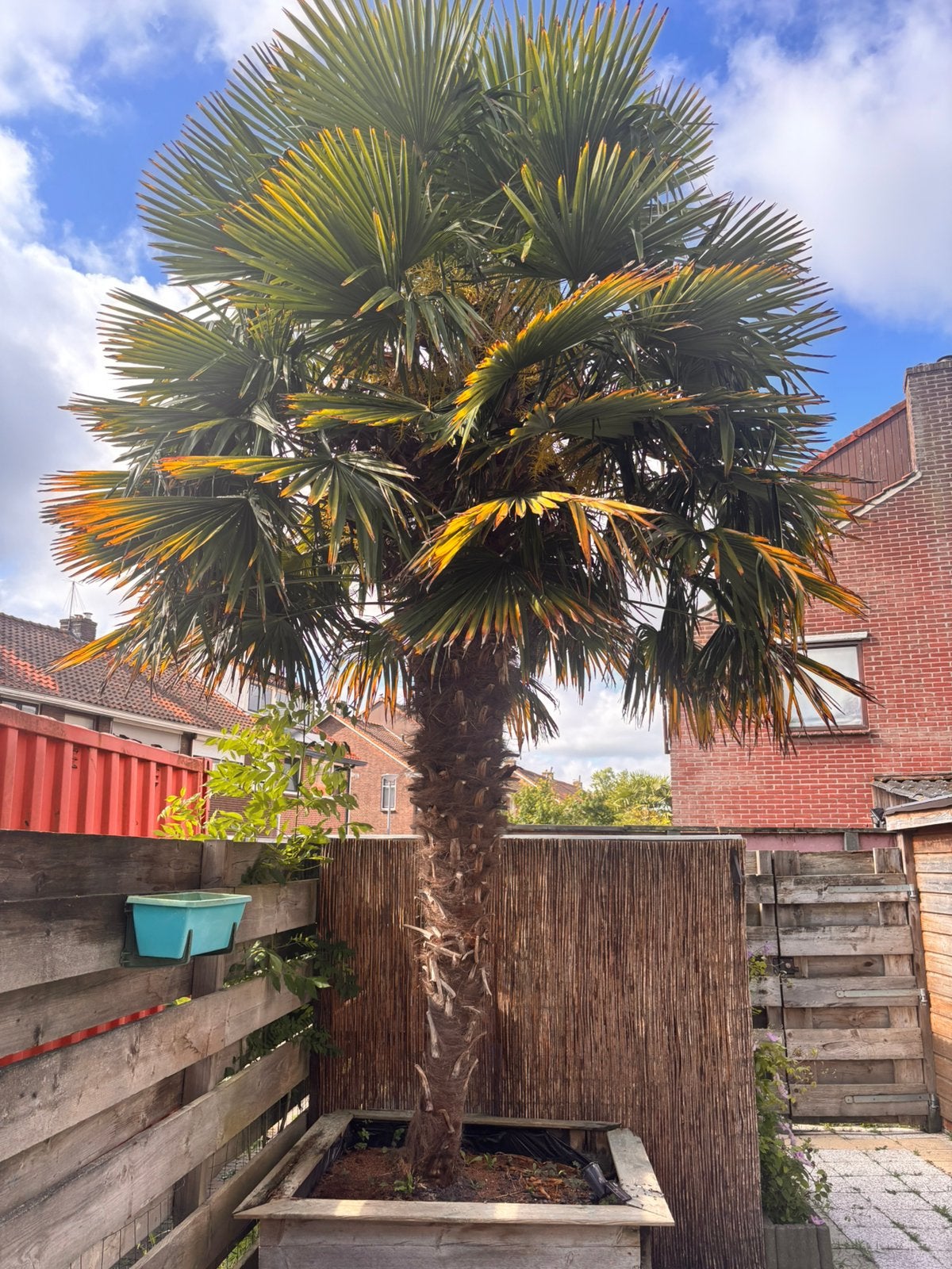 Mooie palmboom ongeveer 4,5 meter hoog, Tuin en Terras, Overige soorten, Volle zon, Vaste plant, Ophalen of Verzenden