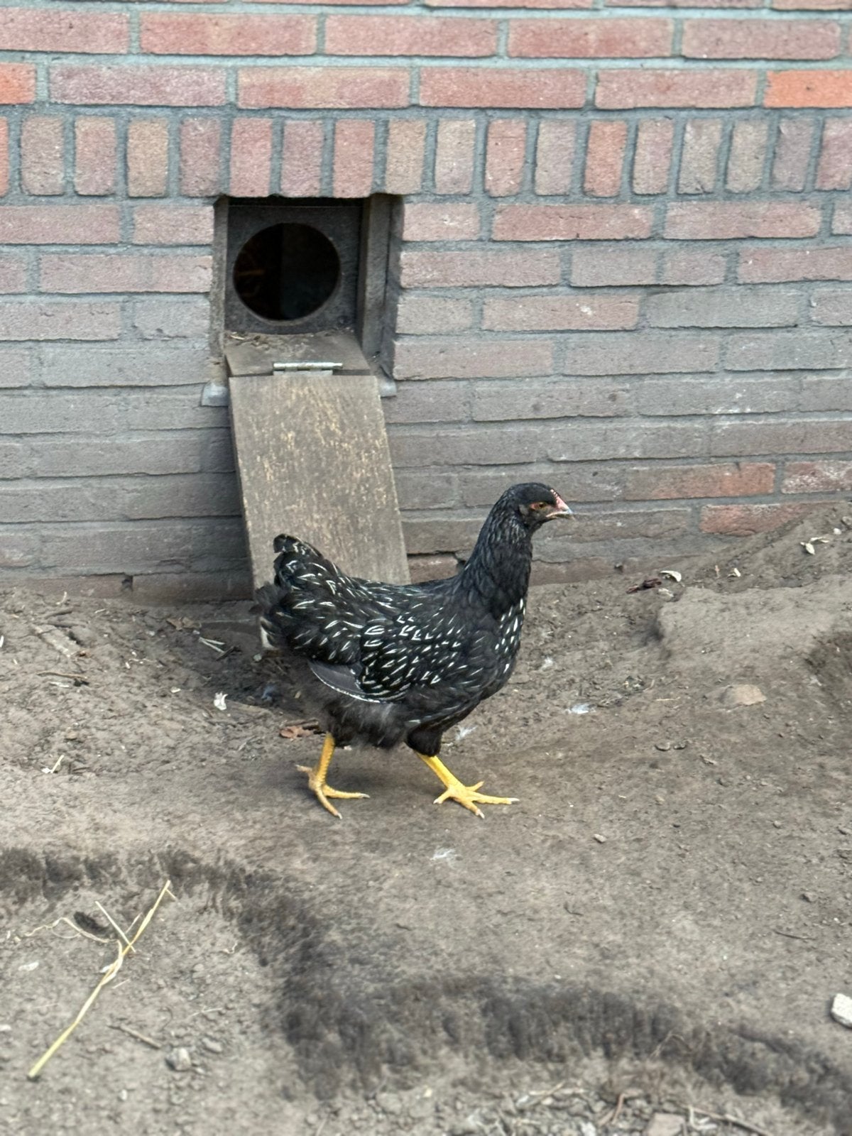 Barnevelder zilver gezoomd haan + hen, Dieren en Toebehoren, Pluimvee, Meerdere dieren, Kip