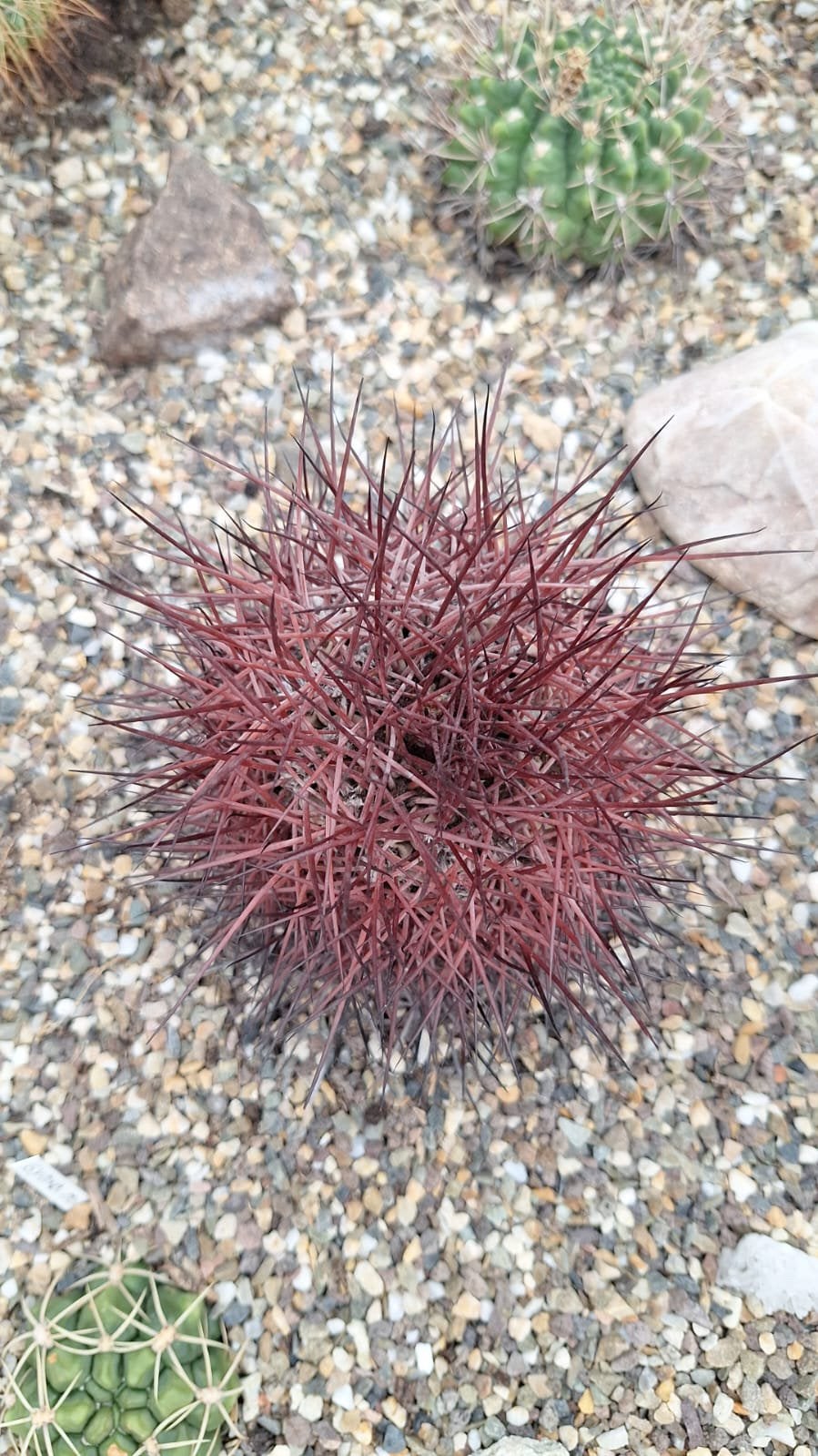 Denmoza rhodacantha (erythracantha), cactus, 11 cm hoog, Ophalen, Cactus, Halfschaduw, Minder dan 100 cm