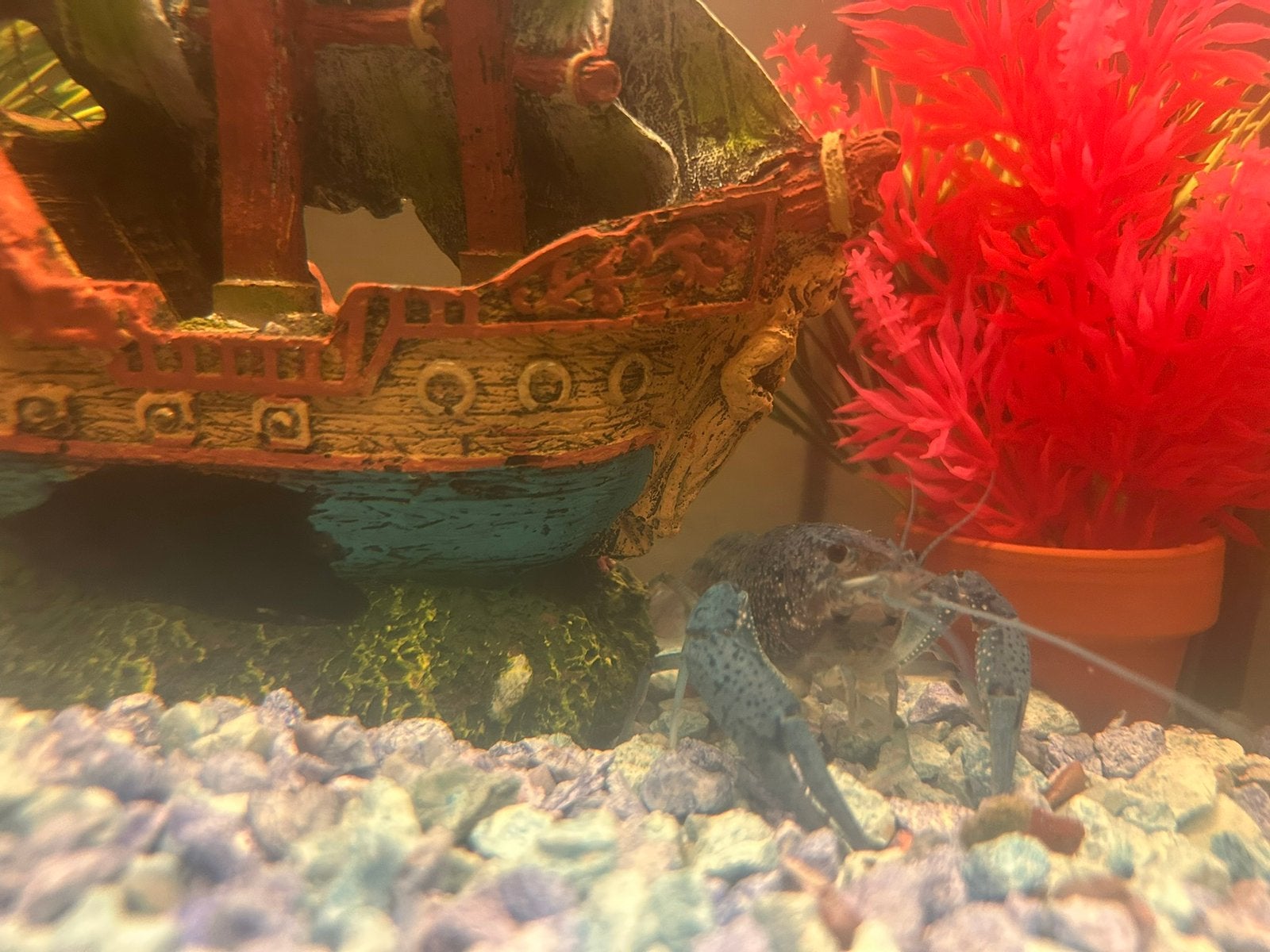 Blauwe kreeft, Dieren en Toebehoren, Ophalen, Zo goed als nieuw, Overige typen