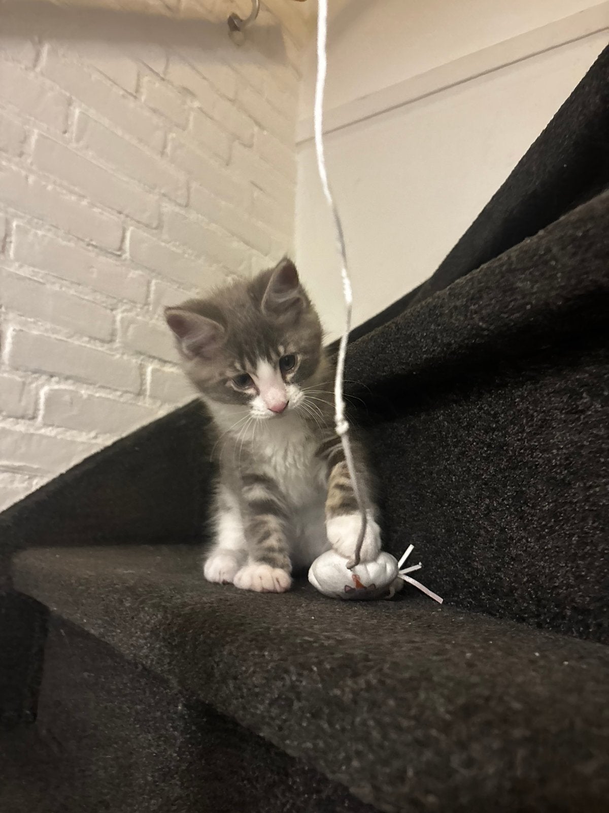 Nog 2 knappe Maine coons,  mogen meteen verhuizen, Meerdere dieren, Ontwormd