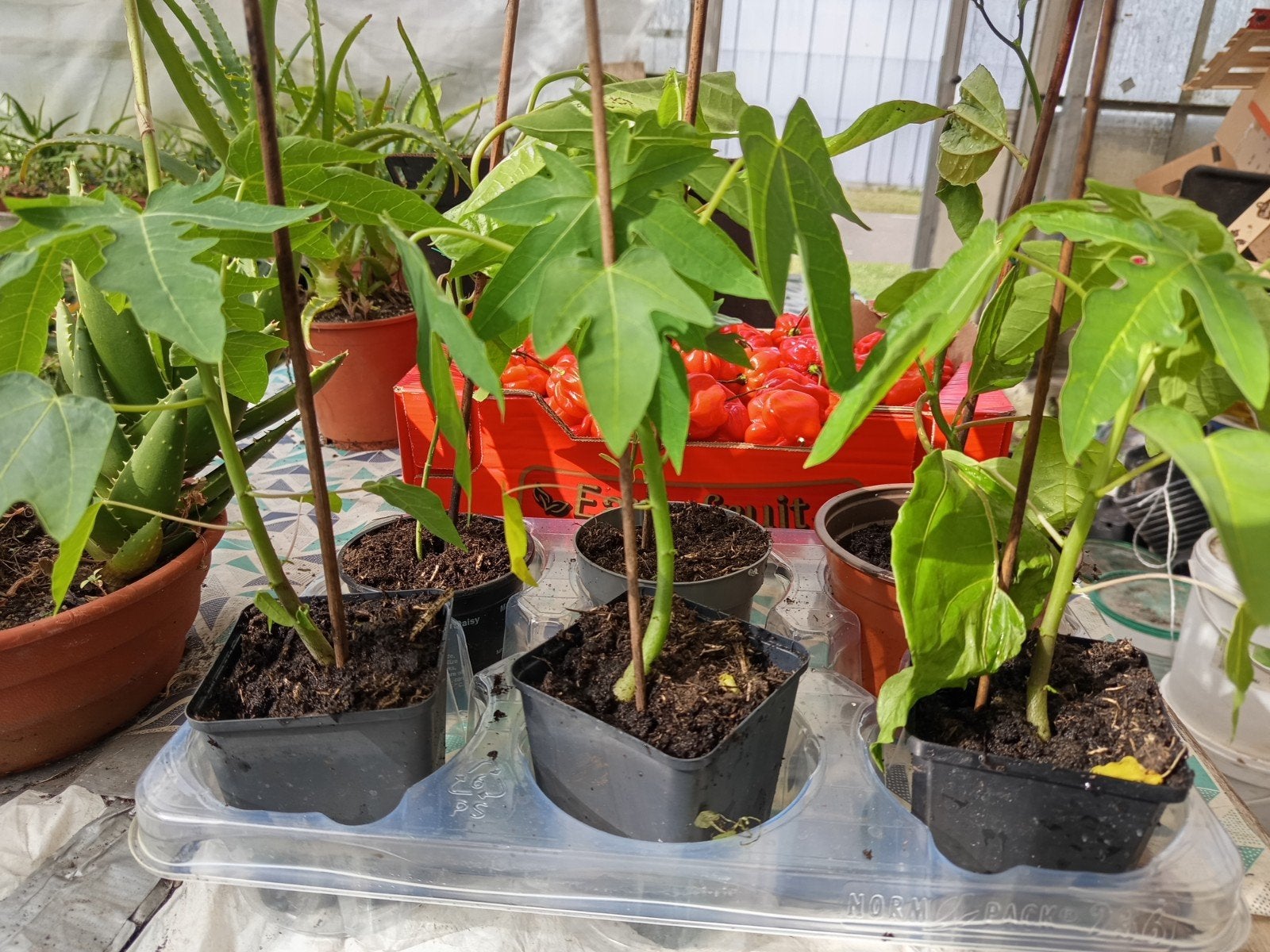 Sur.  Marcoussa en Papaya ( red lady)planten 2,00 per stuk., Ophalen, Eenjarig, Overige soorten, Volle zon