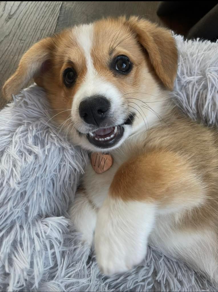 Welsh Corgi Cardigan pups, Dieren en Toebehoren, Overige rassen, 8 tot 15 weken, Meerdere, Meerdere dieren
