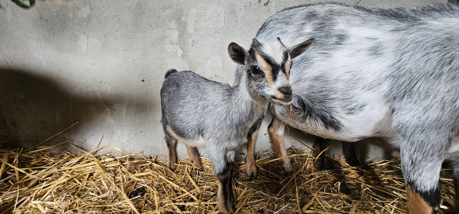 Dweggeitje blauwschimmel te koop, Dieren en Toebehoren, Vrouwelijk, Geit