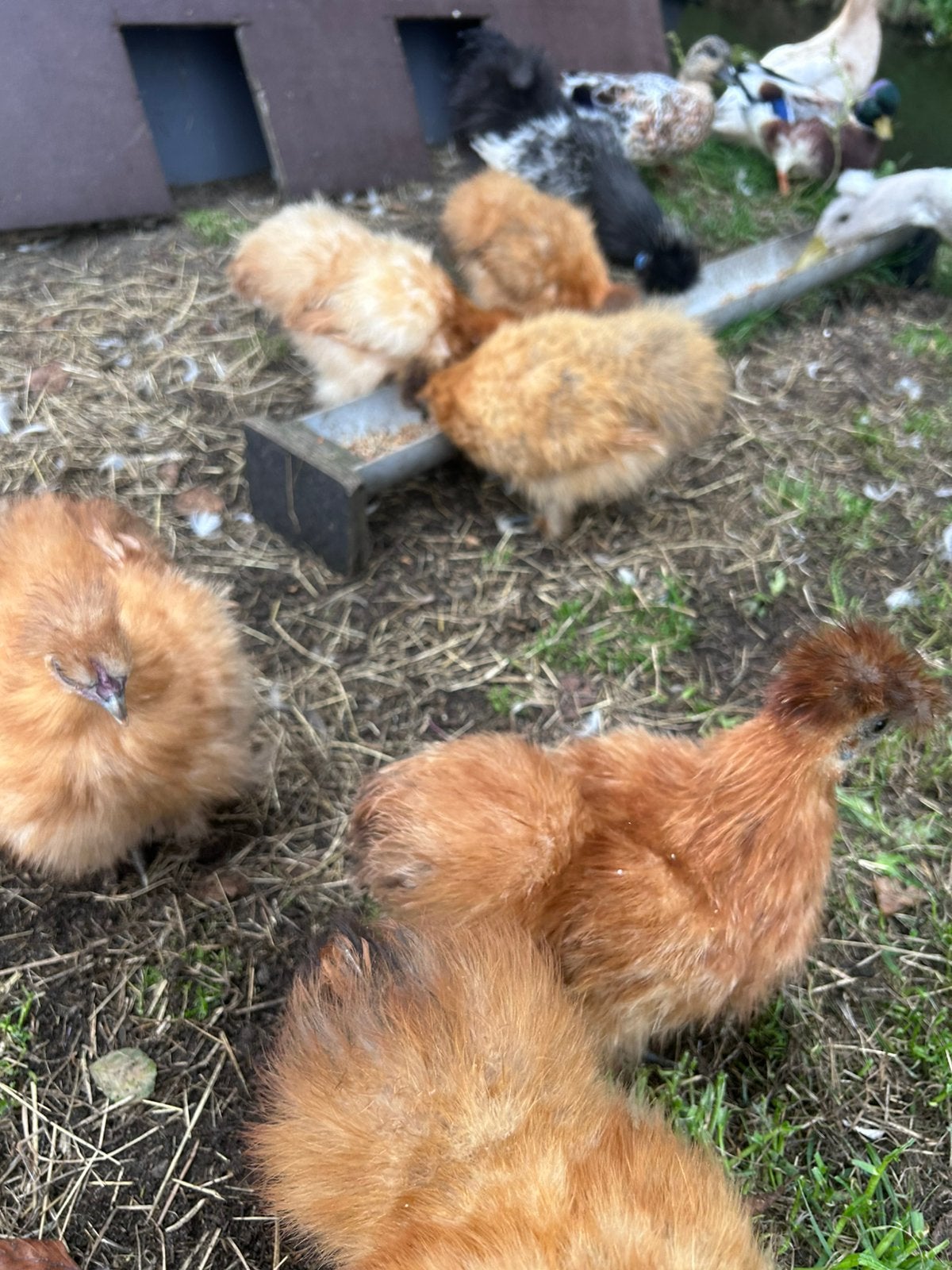 Zijdehoen kriel te koop, Dieren en Toebehoren, Meerdere dieren, Kip