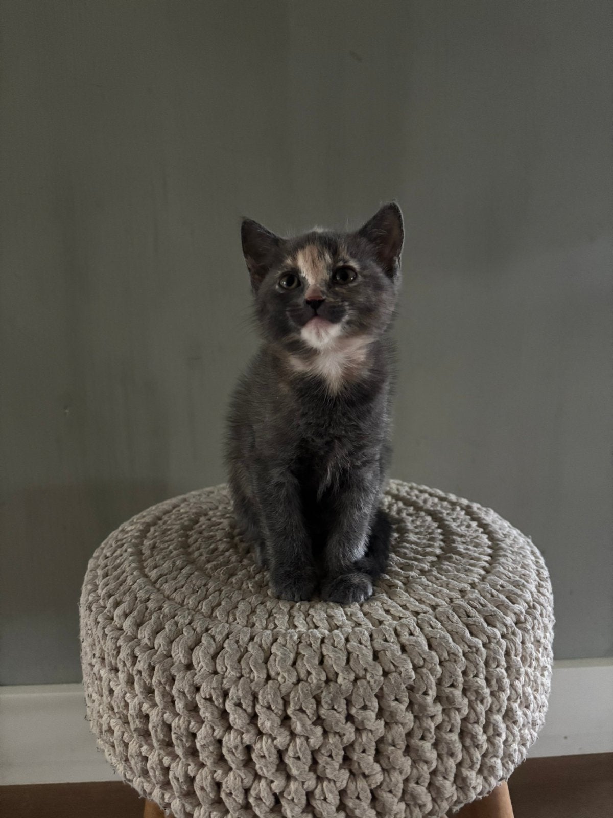 Kitten Britse Korthaar/Ragdoll & Europese korthaar, Poes, Ontwormd, 0 tot 2 jaar