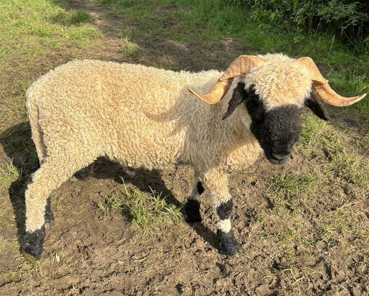 Walliser Swarznaze ram zwoeger en scrapie vrij, Mannelijk, Schaap