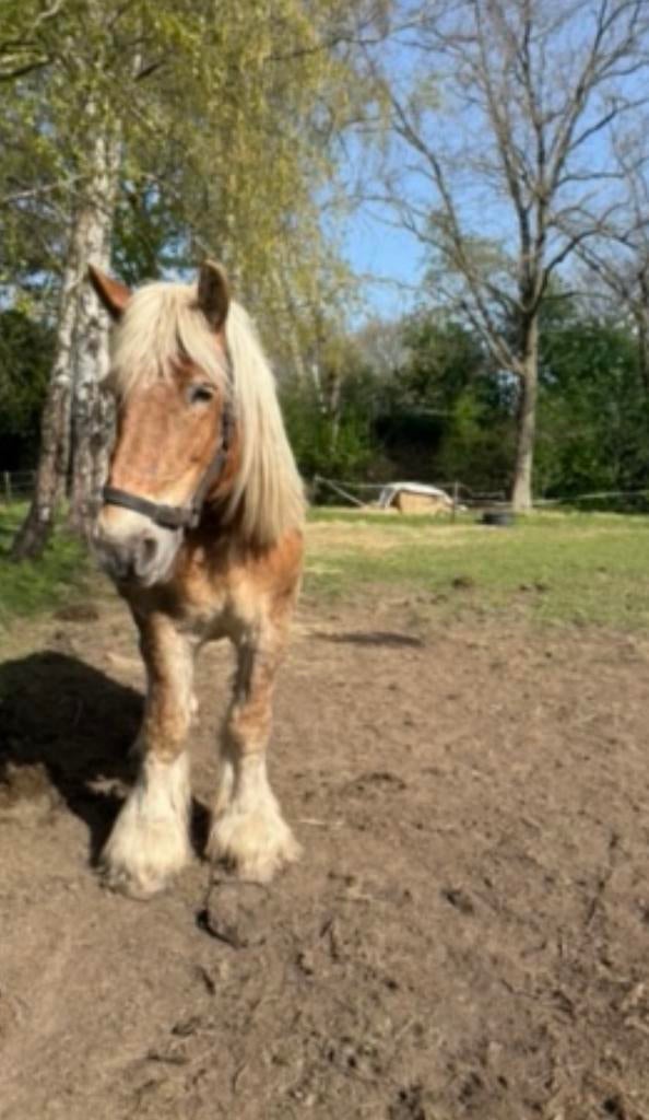 Haflinger en trekpaarden te koop, Dieren en Toebehoren, Merrie, 11 jaar of ouder