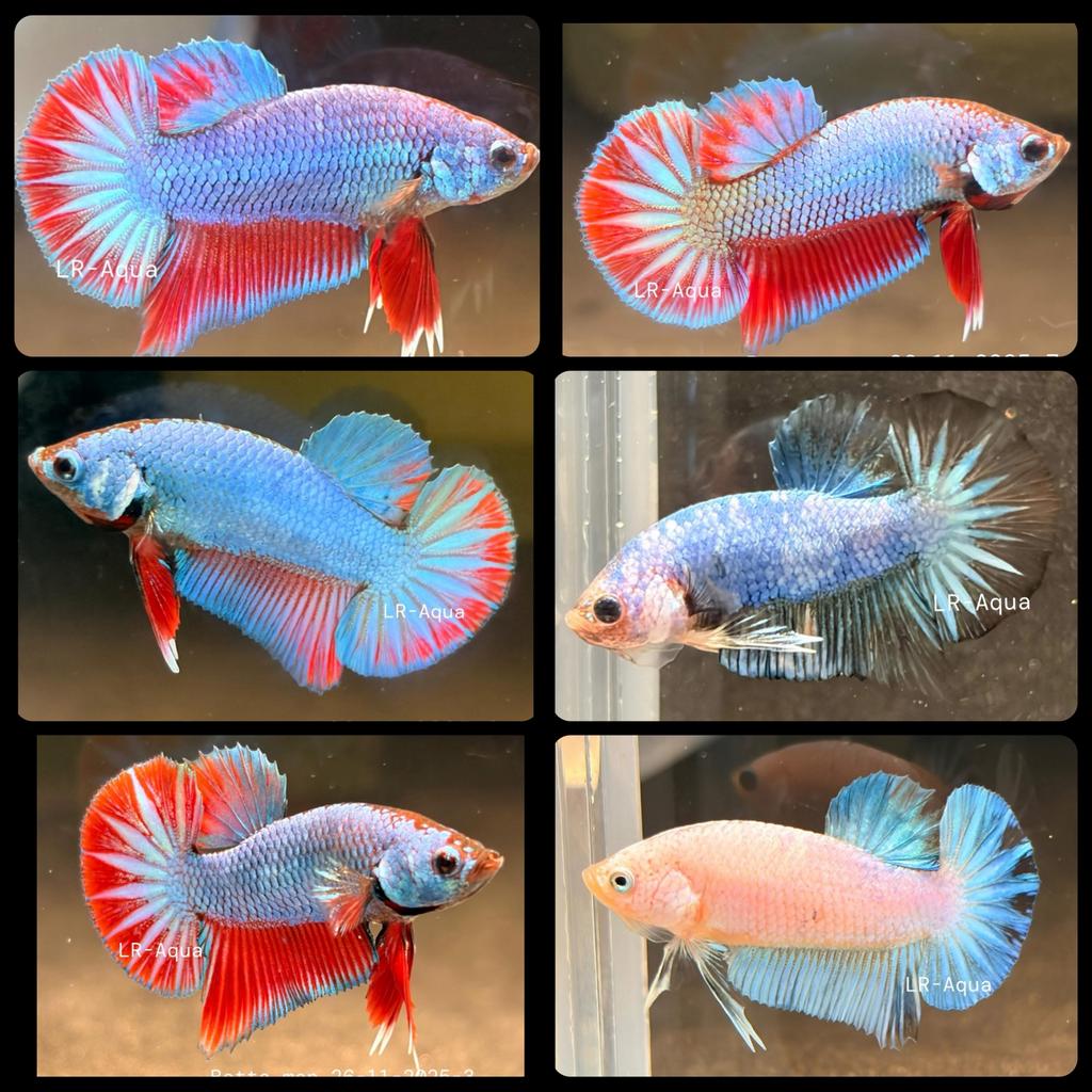 Betta Kempvis mannen HMPK, Dieren en Toebehoren, Vis