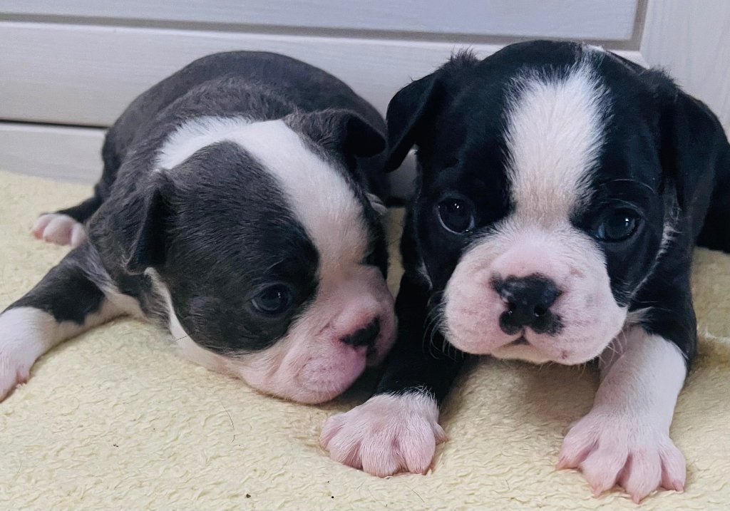 Nog maar 3 mooie Boston terriër pups alle kleuren !, Overige rassen, 8 tot 15 weken, Parvo, Meerdere dieren