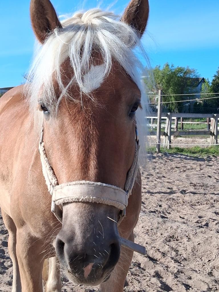 Prachtige Halflinger ruin 5 jaar te koop, Dieren en Toebehoren, Paarden, Ruin