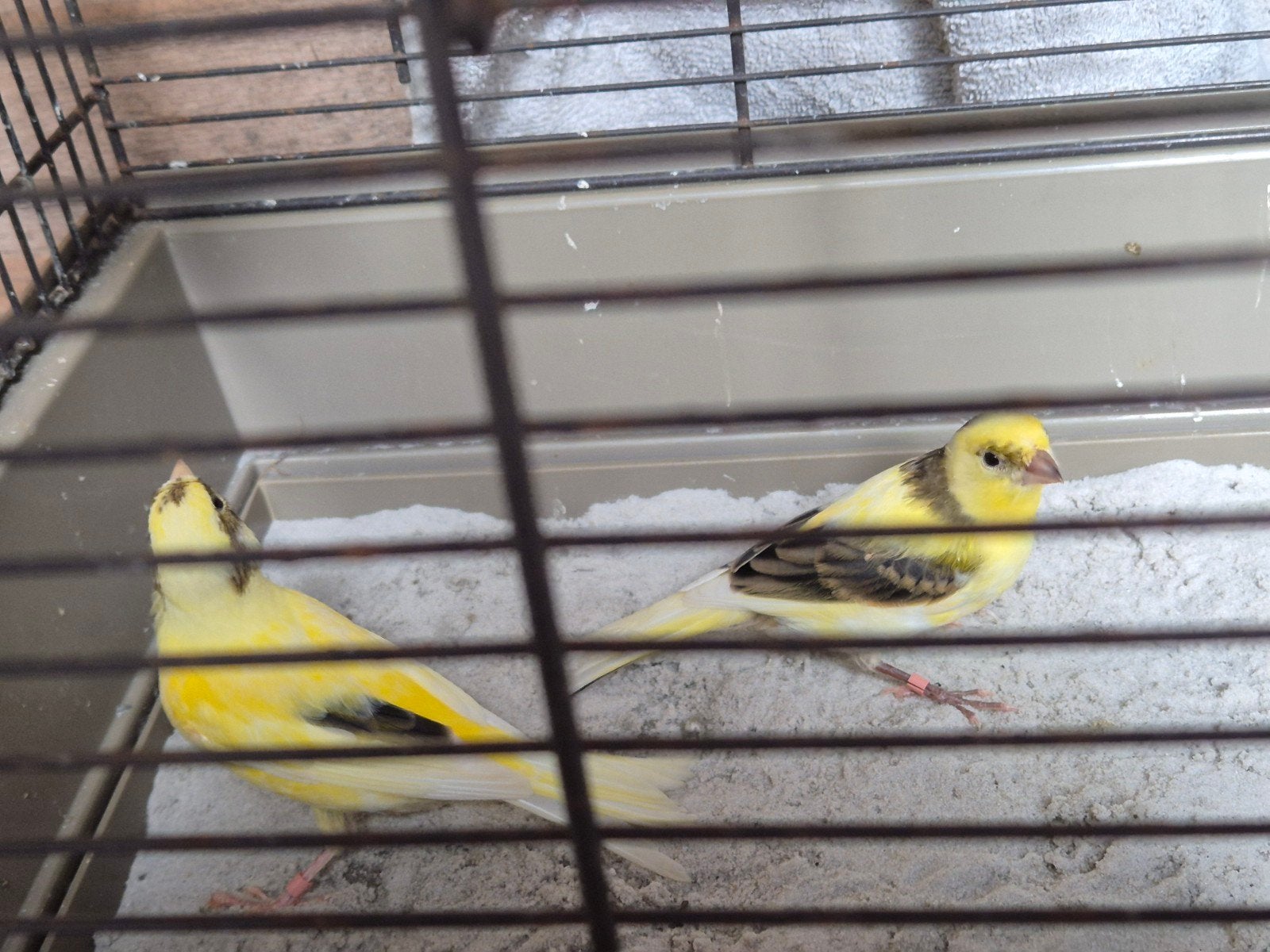 Kanaries mannen en poppen, Meerdere dieren, Wildzangvogel
