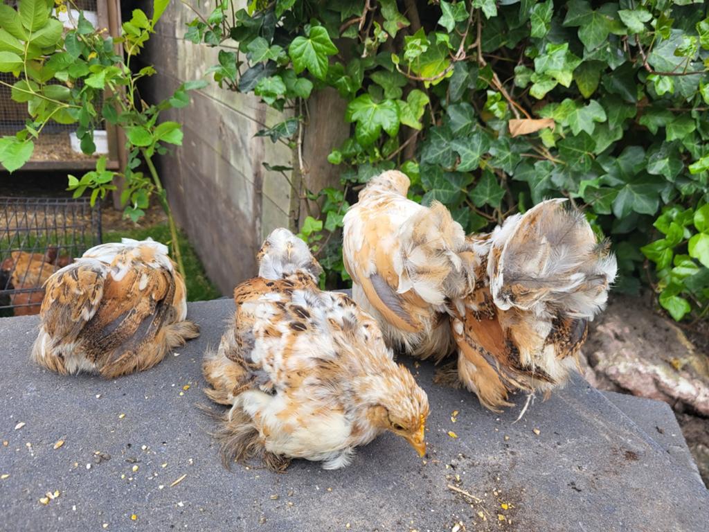Cochin kriel hennen, Dieren en Toebehoren, Vrouwelijk, Kip
