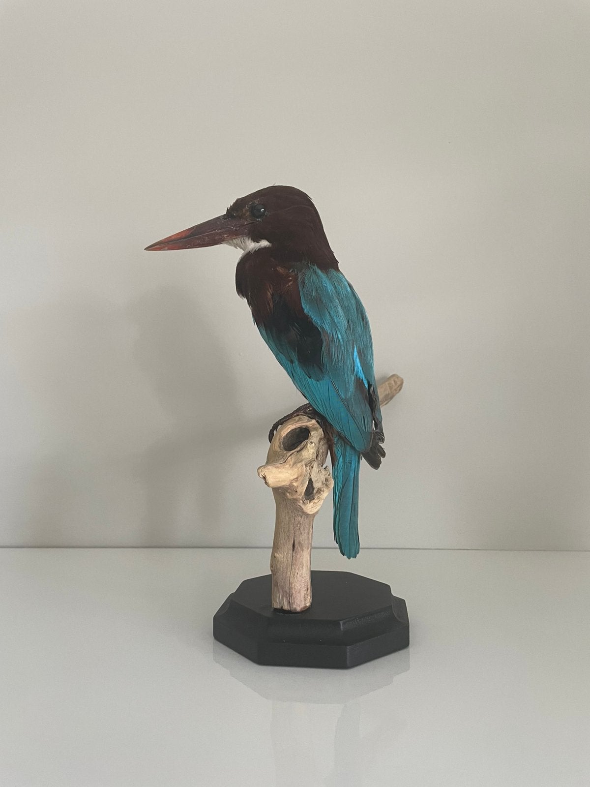 Opgezette smyrna ijsvogel taxidermie, Ophalen of Verzenden, Zo goed als nieuw, Vogel, Opgezet dier