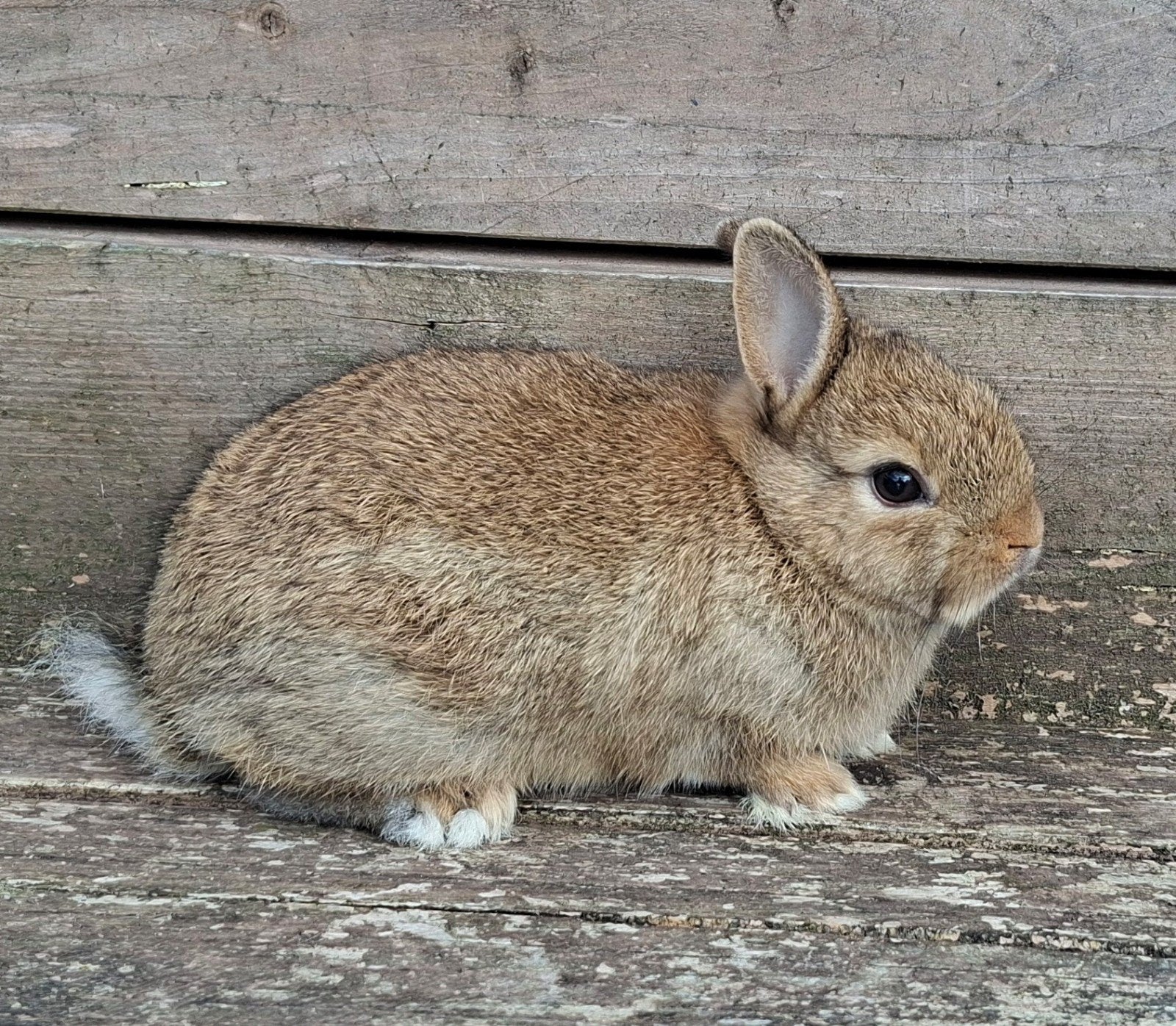Kleurdwerg rammetje, Mannelijk, Dwerg, 0 tot 2 jaar