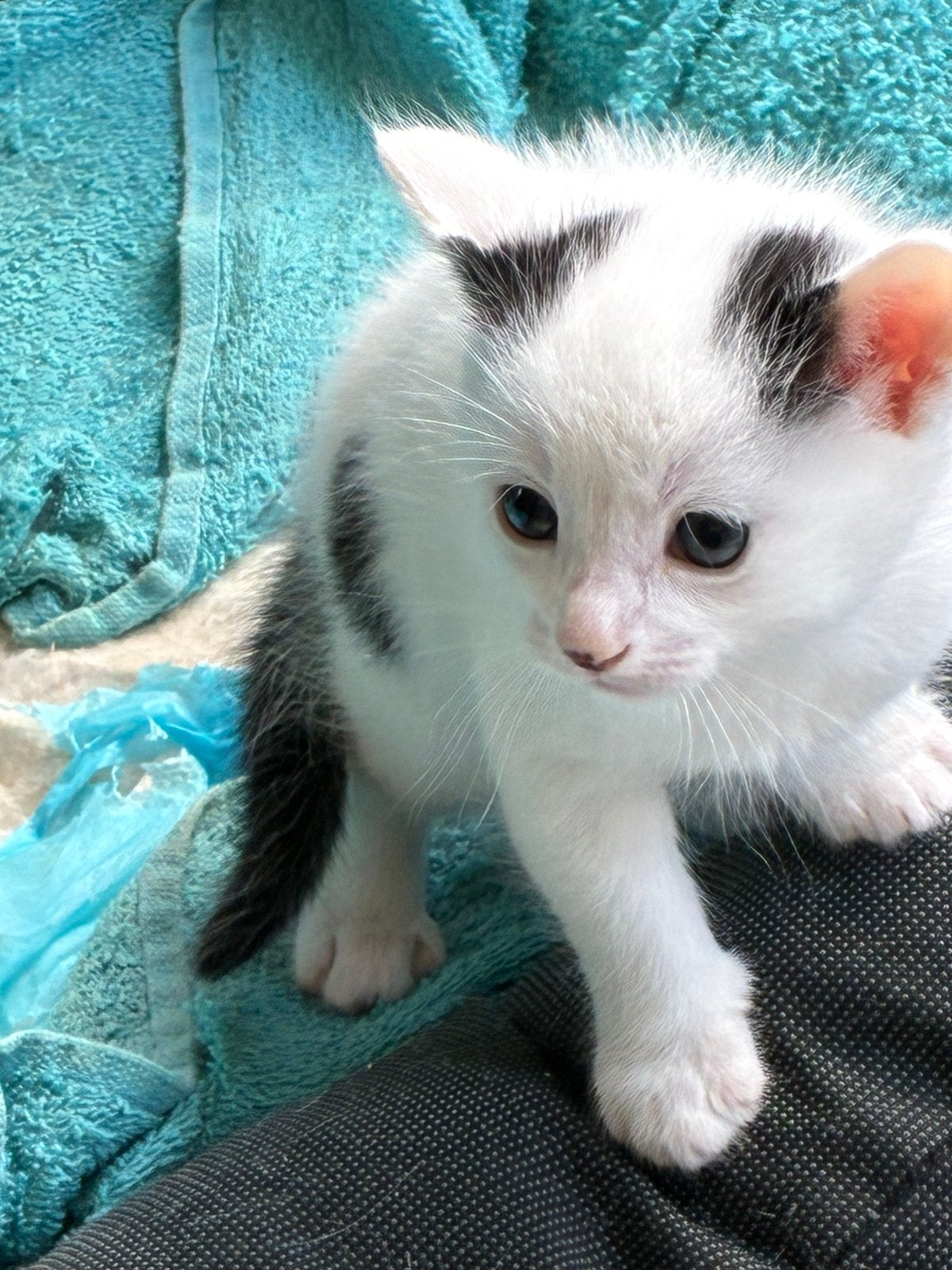 Kittens