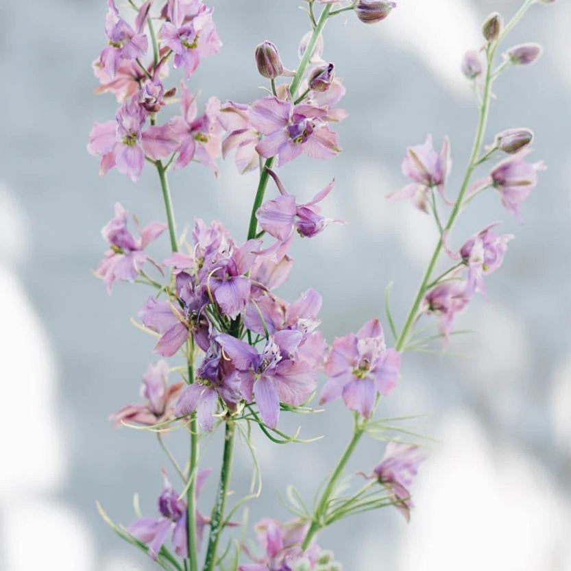 Ridderspoor Delphinium ‘misty lavender’ plant, Tuin en Terras, Ophalen, Overige soorten, Volle zon